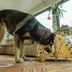 Tiny Tents Basecamp Dome Tent -Tents Camp Furniture Shop aa149b84 1921 4652 81a4 ae1a365ddebd